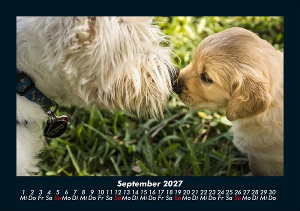 Produktbild: Hunde 2027 Fotokalender DIN A5