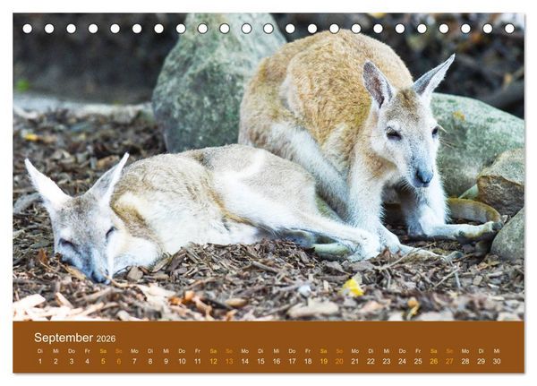 Produktbild: K&auml;ngurus, sprunghafte Gesellen (Tischkalender 2026 DIN A5 quer), CALVENDO Monatskalender