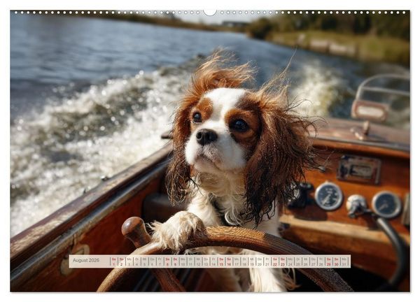 Produktbild: Cavalier King Charles Spaniel. Die lustigsten Cavalier Momente des Jahres. (Wandkalender 2026 DIN A2 quer), CALVENDO Monatskalender
