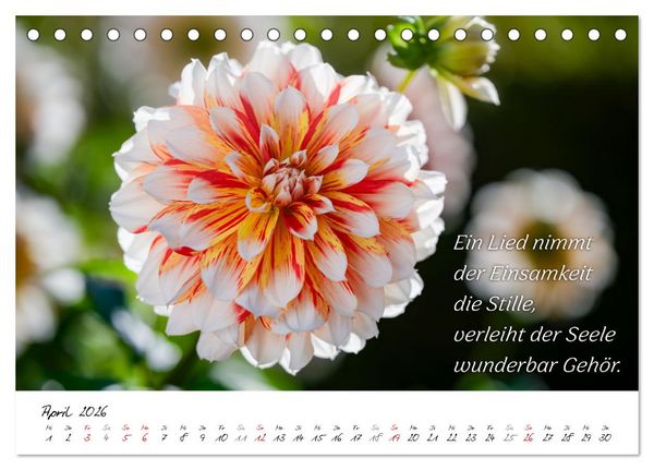 Produktbild: Dahlien Poesie (Tischkalender 2026 DIN A5 quer), CALVENDO Monatskalender
