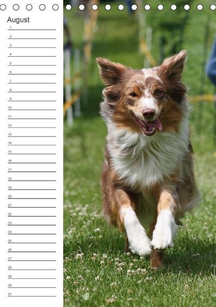 Produktbild: Der Aussie - Geburtstagskalender (Tischkalender immerw&auml;hrend DIN A5 hoch)