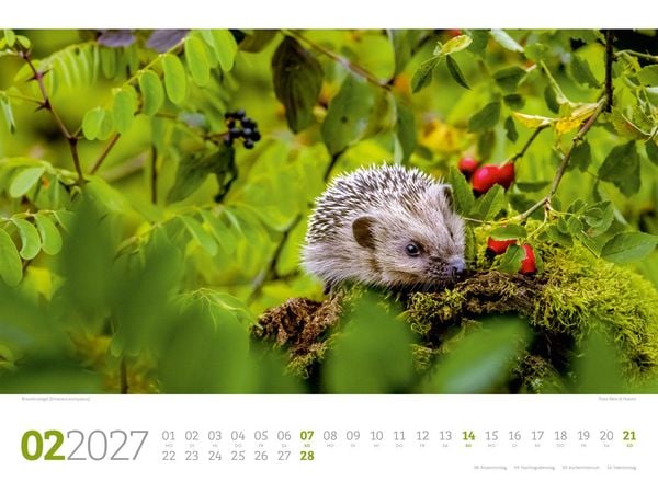 Produktbild: Tierwelt Wald Kalender 2027