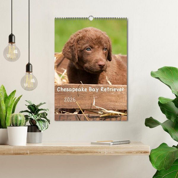 Produktbild: Chesapeake Bay Retriever 2026 (Wandkalender 2026 DIN A3 hoch), CALVENDO Monatskalender