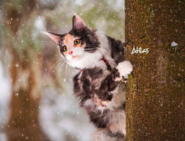 Produktbild: Katzen 2027 Eintragkalender