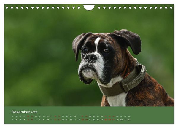 Produktbild: Fantastische Boxer - Sieger der Herzen (Wandkalender 2026 DIN A4 quer), CALVENDO Monatskalender