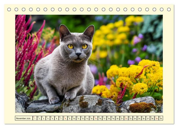 Produktbild: Burma-Katzen. Ausstrahlung und Anmut der faszinierenden Samtpfoten (Tischkalender 2026 DIN A5 quer), CALVENDO Monatskalender