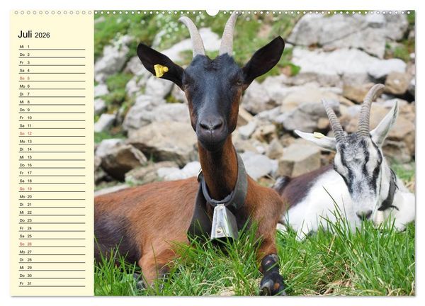 Produktbild: Ziegen. Lustige Ausbruchsk&uuml;nstler (hochwertiger Premium Wandkalender 2026 DIN A2 quer), Kunstdruck in Hochglanz