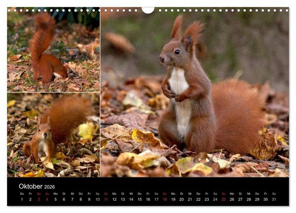 Produktbild: Wilde Eichh&ouml;rnchenwelt! (Wandkalender 2026 DIN A3 quer), CALVENDO Monatskalender