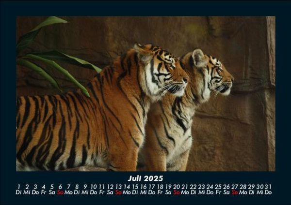 Produktbild: Tiger 2025 Fotokalender DIN A5