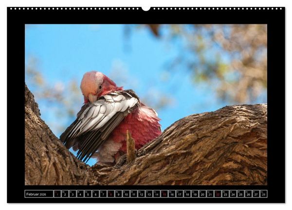 Produktbild: V&ouml;gel von "Down Under" Australien (hochwertiger Premium Wandkalender 2026 DIN A2 quer), Kunstdruck in Hochglanz