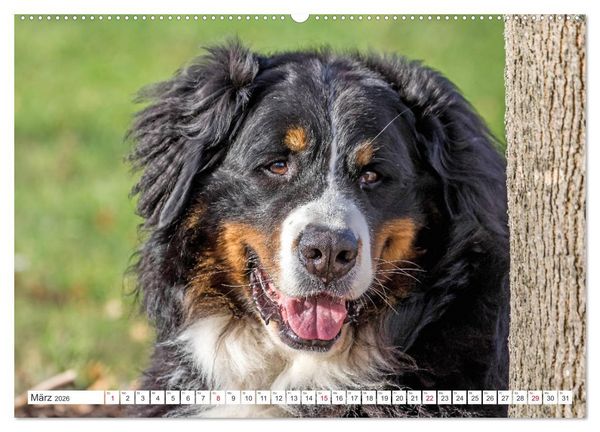 Produktbild: Berner Sennenhunde machen gl&uuml;cklich (Wandkalender 2026 DIN A2 quer), CALVENDO Monatskalender