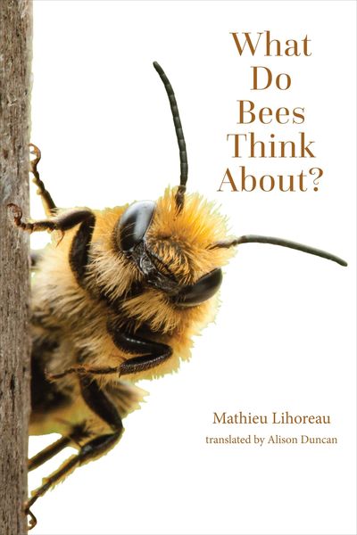 Produktbild: What Do Bees Think About?