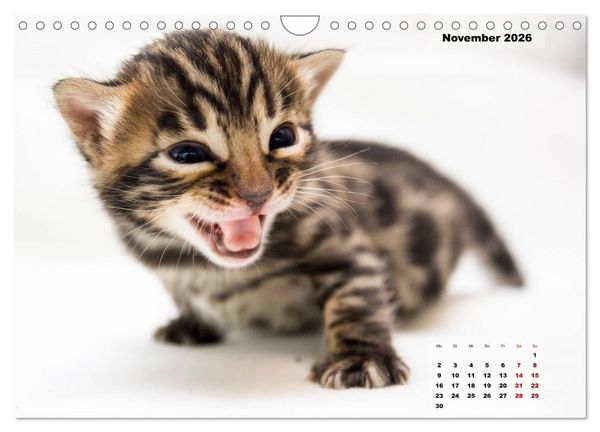 Produktbild: Bengal K&auml;tzchen 2 (Wandkalender 2026 DIN A4 quer), CALVENDO Monatskalender