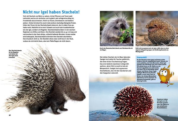 Produktbild: Entdecke die Igel
