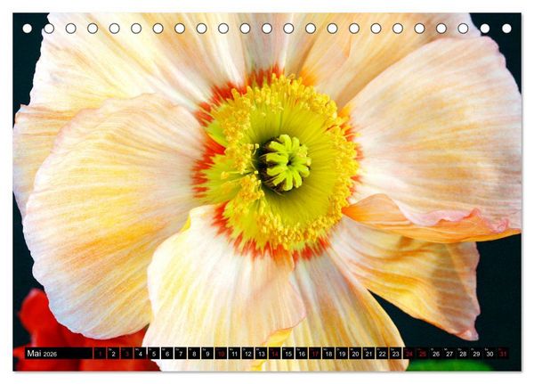 Produktbild: Mohnbl&uuml;ten-Portr&auml;ts (Tischkalender 2026 DIN A5 quer), CALVENDO Monatskalender