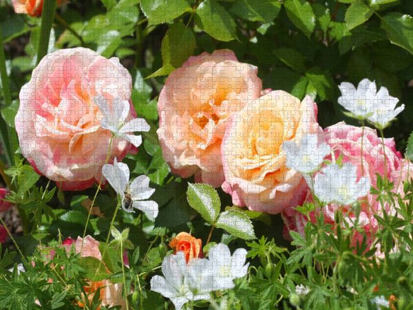 Produktbild: CALVENDO Puzzle Pastellfarbene Rosen | 1000 Teile Lege-Gr&ouml;&szlig;e 64x48cm Foto-Puzzle f&uuml;r gl&uuml;ckliche Stunden