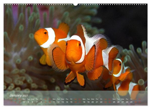 Produktbild: Anemonefish - always busy - always on the move (High Quality Premium Wall Calendar 2027 DIN A2 landscape),CALVENDO 12 Month Wall Calendar
