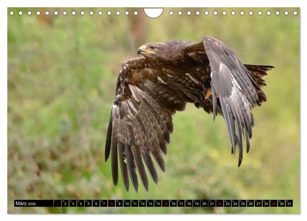 Produktbild: Fantastische V&ouml;gel (Wandkalender 2026 DIN A4 quer), CALVENDO Monatskalender