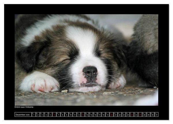 Produktbild: Islandhund - Welpen / CH-Version (Wandkalender 2026 DIN A4 quer), CALVENDO Monatskalender