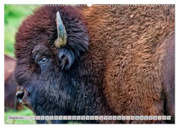 Produktbild: Bison und Wisent - Riesen mit unb&auml;ndiger Kraft (hochwertiger Premium Wandkalender 2026 DIN A2 quer), Kunstdruck in Hochglanz