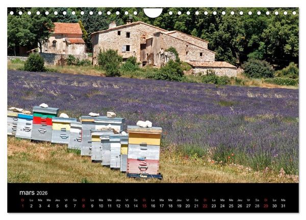 Produktbild: Lavande, l'or bleu de Provence (Calendrier mural 2026 DIN A4 vertical), CALVENDO calendrier mensuel