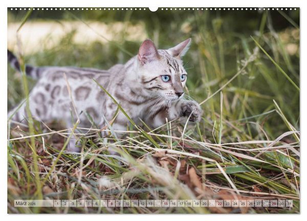 Produktbild: Wildes Wohnzimmer - Die Bengalkatze (Wandkalender 2026 DIN A2 quer), CALVENDO Monatskalender