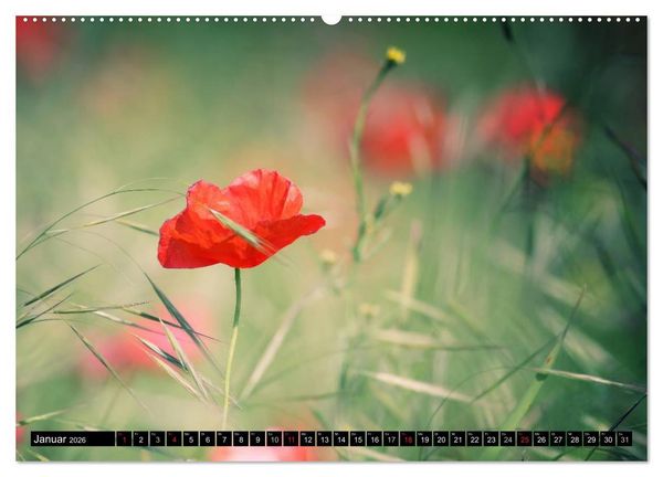 Produktbild: Mohnblumen (hochwertiger Premium Wandkalender 2026 DIN A2 quer), Kunstdruck in Hochglanz