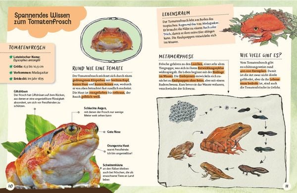 Produktbild: Gespenstfledermaus, Zitronenhai & Co.
