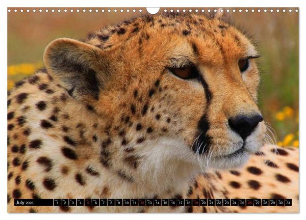 Produktbild: Big Cats &bull; Faces of the most beautiful predators (Wall Calendar 2026 DIN A3 landscape), CALVENDO 12 Month Wall Calendar