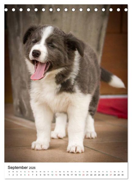 Produktbild: Border Collie Zuckerschnuten (Tischkalender 2026 DIN A5 hoch), CALVENDO Monatskalender