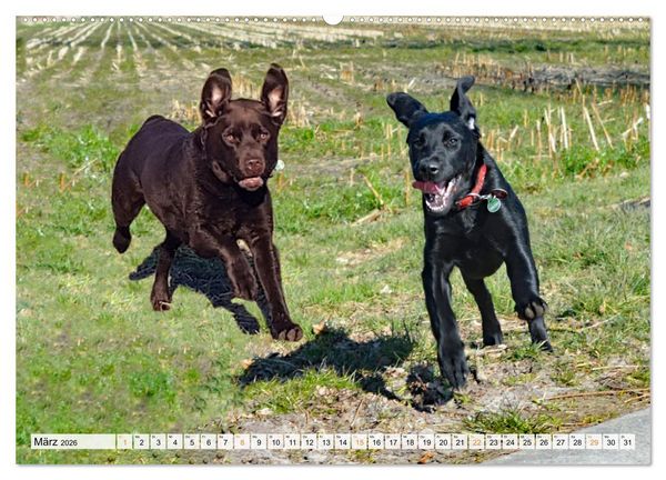Produktbild: Beste Buddys (hochwertiger Premium Wandkalender 2026 DIN A2 quer), Kunstdruck in Hochglanz