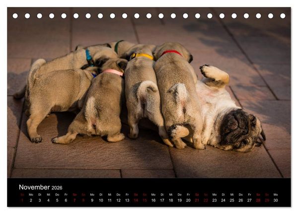 Produktbild: Mopswelpen (Tischkalender 2026 DIN A5 quer), CALVENDO Monatskalender