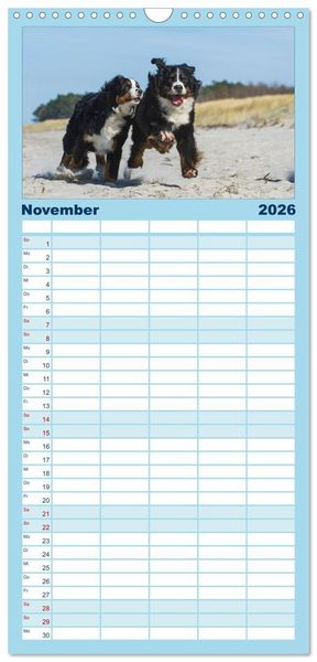 Produktbild: Familienplaner 2026 - Berner Sennenhund 2026 mit 5 Spalten (Wandkalender, 21 x 45 cm) CALVENDO