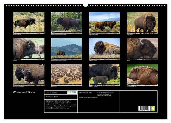 Produktbild: Wisent und Bison (Wandkalender 2026 DIN A2 quer), CALVENDO Monatskalender
