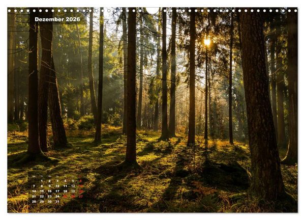 Produktbild: Zauberhafte Waldlandschaften (Wandkalender 2026 DIN A3 quer), CALVENDO Monatskalender