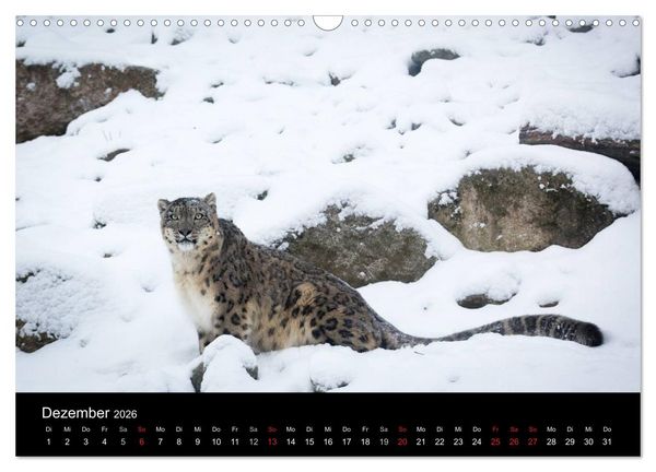 Produktbild: Schneeleoparden (Wandkalender 2026 DIN A3 quer), CALVENDO Monatskalender