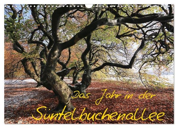 Das Jahr in der Süntelbuchenallee (Wandkalender 2026 DIN A3 quer), CALVENDO Monatskalender