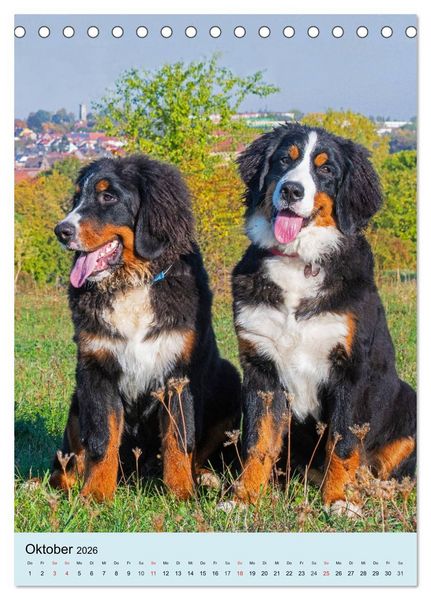 Produktbild: Berner Sennenhund - stark , sch&ouml;n und liebenswert (Tischkalender 2026 DIN A5 hoch), CALVENDO Monatskalender