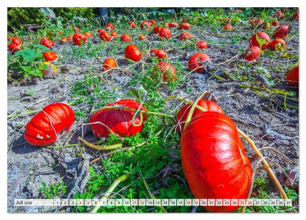 Produktbild: DIE FARBE ROT (hochwertiger Premium Wandkalender 2026 DIN A2 quer), Kunstdruck in Hochglanz