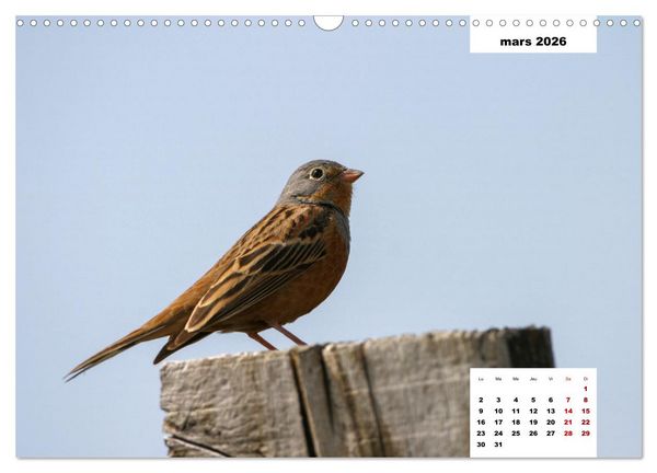 Produktbild: Les habitants de Lesbos Ile des cyclades (Calendrier mural 2026 DIN A3 vertical), CALVENDO calendrier mensuel