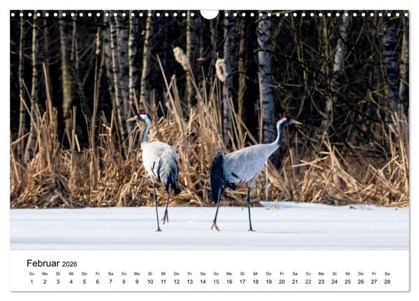 Produktbild: Kraniche im Erzgebirge (Wandkalender 2026 DIN A3 quer), CALVENDO Monatskalender