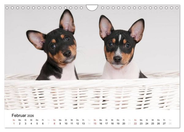 Produktbild: Bezaubernde Basenji-Welpen (Wandkalender 2026 DIN A4 quer), CALVENDO Monatskalender