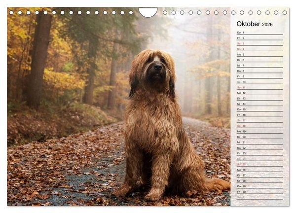 Produktbild: Der Briard 2026 - Ein echter Charmeur (Wandkalender 2026 DIN A4 quer), CALVENDO Monatskalender