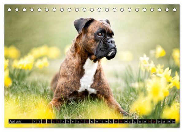 Produktbild: K&auml;the - ein Boxer mit Charme (Tischkalender 2026 DIN A5 quer), CALVENDO Monatskalender