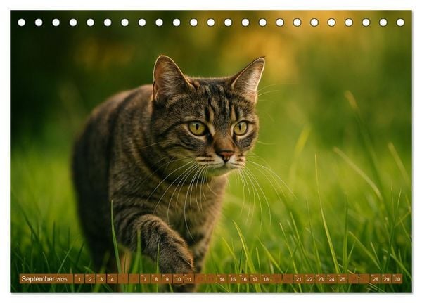 Produktbild: Katzenblicke &ndash; Eleganz und Anmut (Tischkalender 2026 DIN A5 quer), CALVENDO Monatskalender