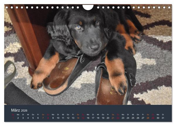 Produktbild: Ein Hovawart, ein Wachhund (Wandkalender 2026 DIN A4 quer), CALVENDO Monatskalender