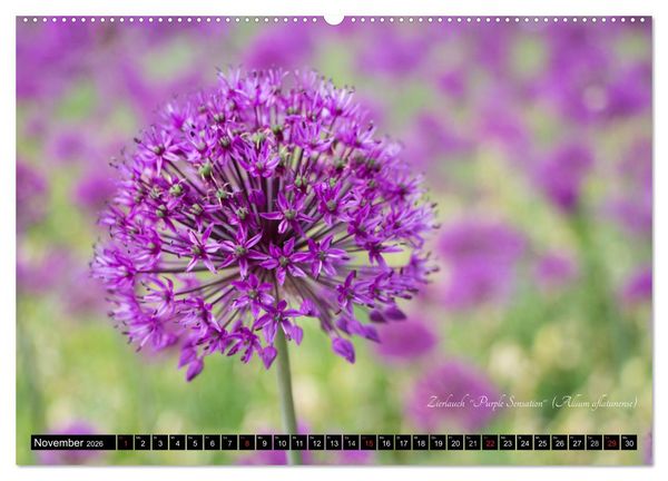 Produktbild: Zierbilder der Natur BLUMEN (Wandkalender 2026 DIN A2 quer), CALVENDO Monatskalender
