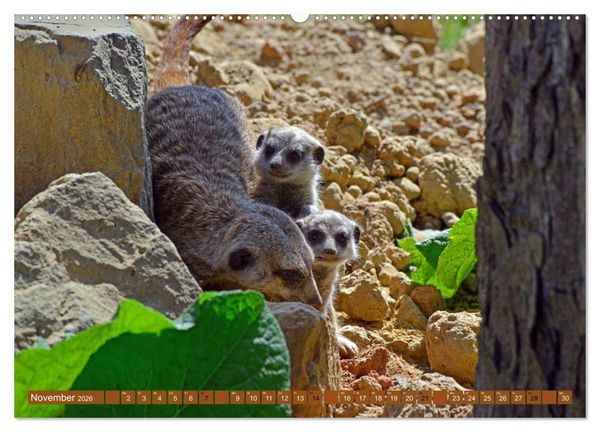 Produktbild: Erdm&auml;nnchens Kinderstube (hochwertiger Premium Wandkalender 2026 DIN A2 quer), Kunstdruck in Hochglanz