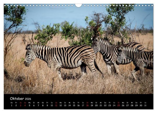 Produktbild: Tier-Momente in Afrika (Wandkalender 2026 DIN A3 quer), CALVENDO Monatskalender