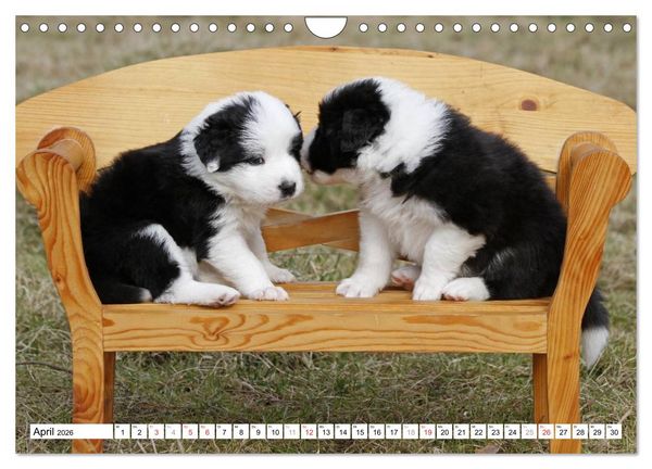 Produktbild: Border Collie Welpen (Wandkalender 2026 DIN A4 quer), CALVENDO Monatskalender